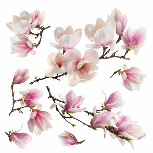 Samolepiaca dekorácia Magnolia blossom