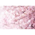 Vliesová fototapeta XXL Sakura 360 x 254 cm