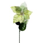 Vianočná ruža zlatá